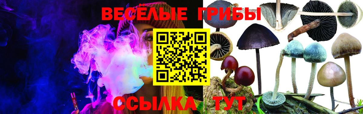 Галлюциногенные грибы Psilocybine cubensis Белгород